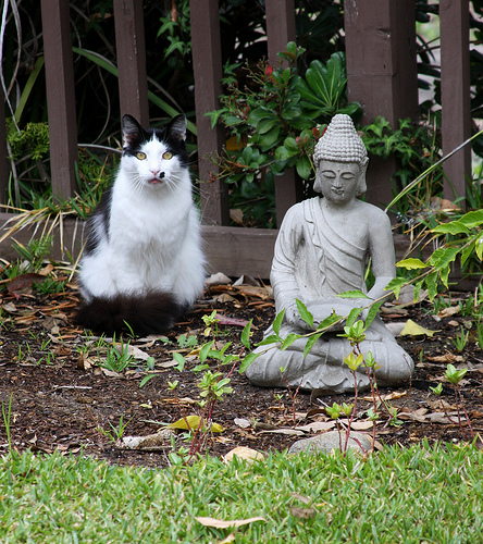 buddhism cat